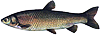 amur