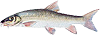 brzana