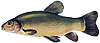 lin