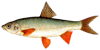 swinka